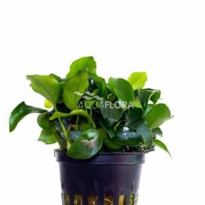 Anubias barteri var. nana 'Mini
